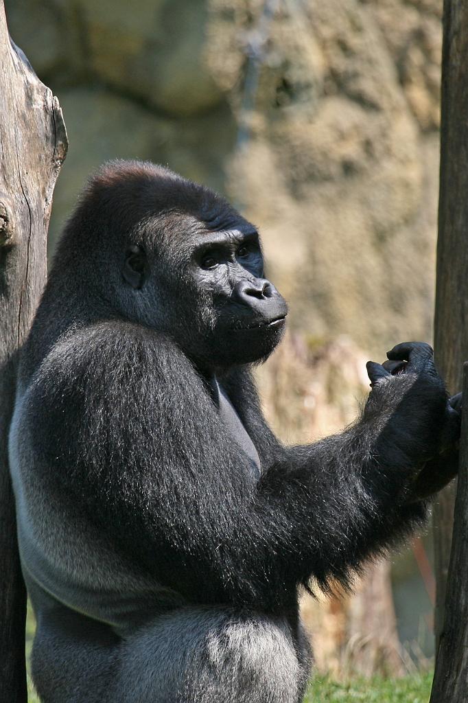 Zoo Schmiding 042.jpg
